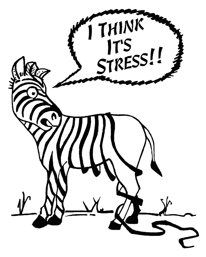 stress-zebre